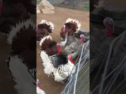 Turkey Gobble When They Hear A Whistle Turkey Gobble When They Hear A Whistle