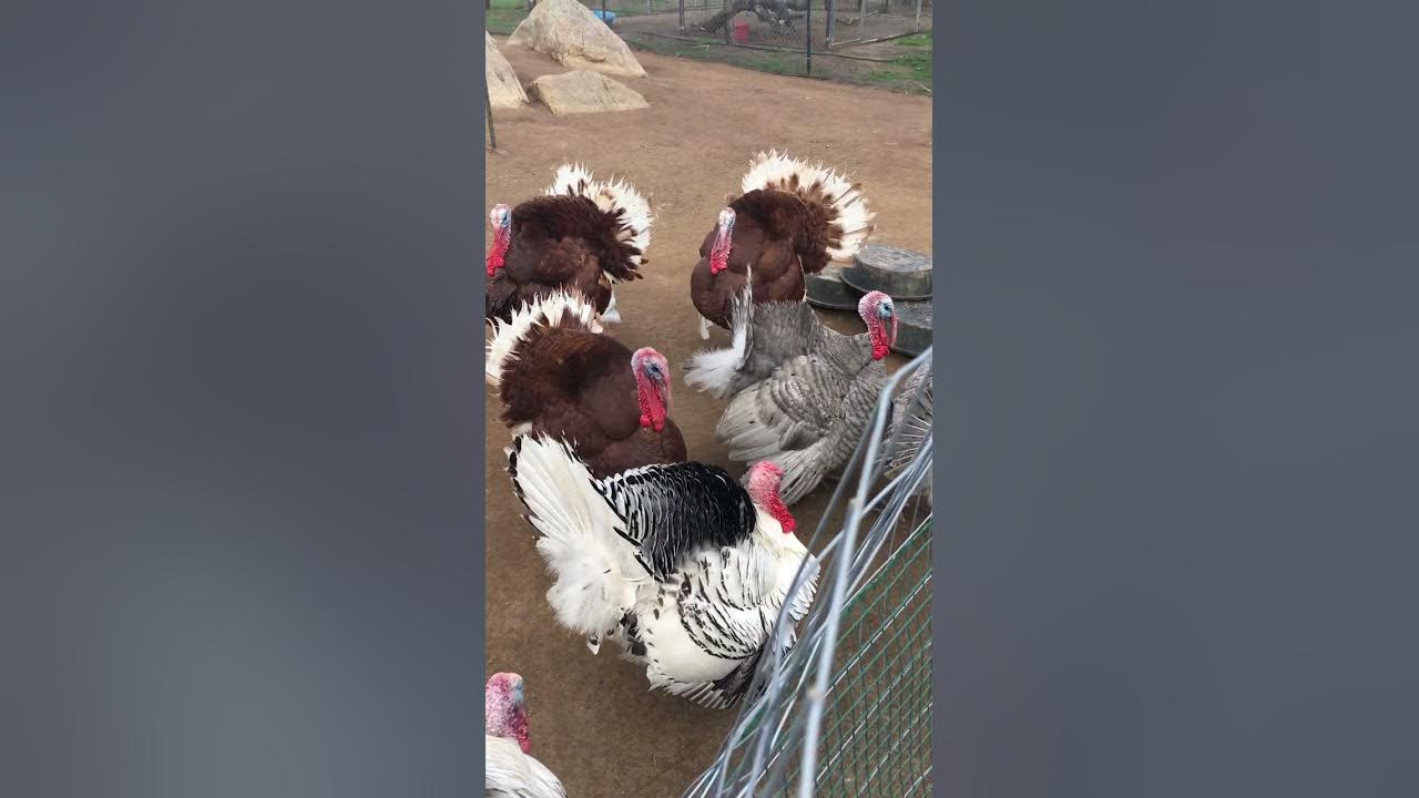 Turkey gobble when they hear a whistle 😂