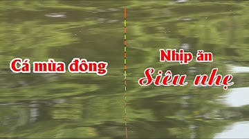 Bắt nhịp phao câu đài cá ăn nhẹ CỰC PHÊ