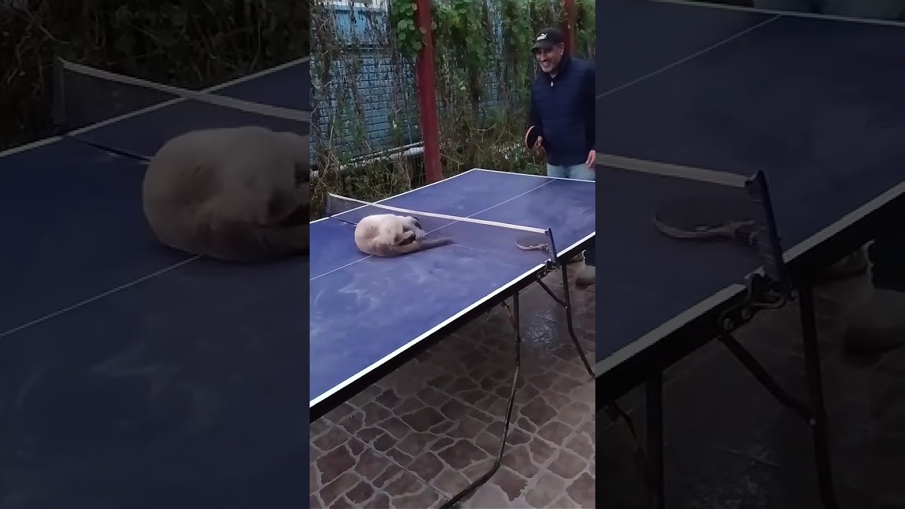 @funny.pets.100: Отличный вратарь!🤣🤣🤣 