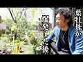 花が咲いた葉牡丹はこうする【園芸超人カーメン君】