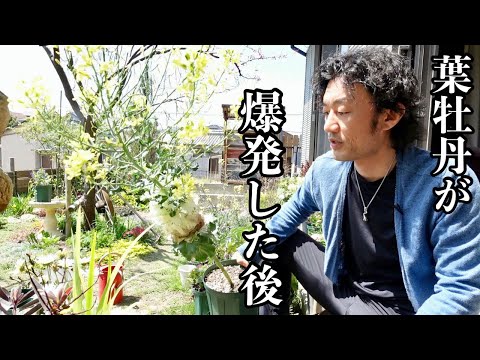 This is how to care for flowering ornamental cabbage [Gardening