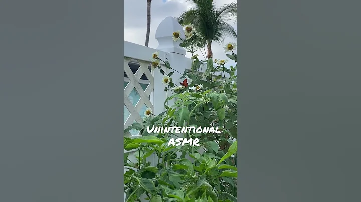 A quiet moment in my garden unintentional ASMR
