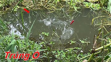 Câu cá Rô Đồng . Trúng ổ cá rô hai cần giật không kịp nghỉ . Tập 42