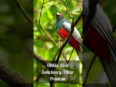 Video: 12 Top-Vogelschutzgebiete in Indien für die Vogelbeobachtung