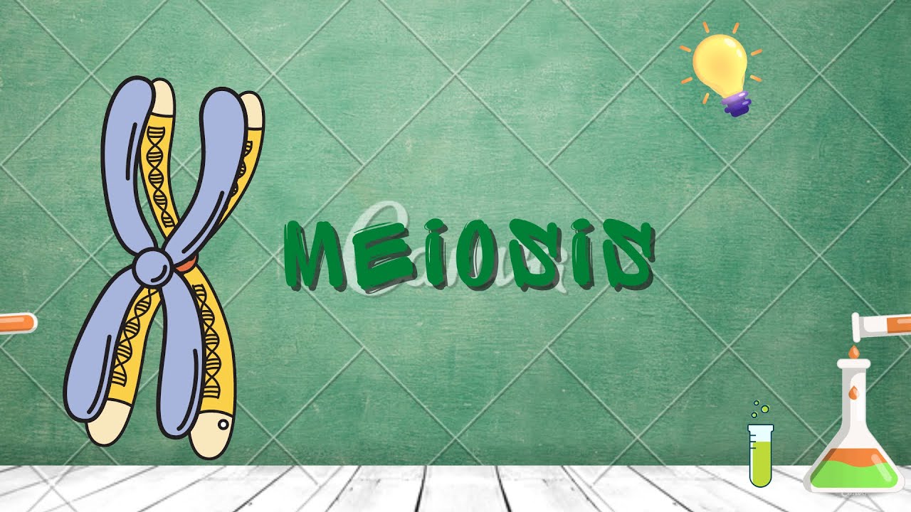 Meiosis - reduction division - YouTube