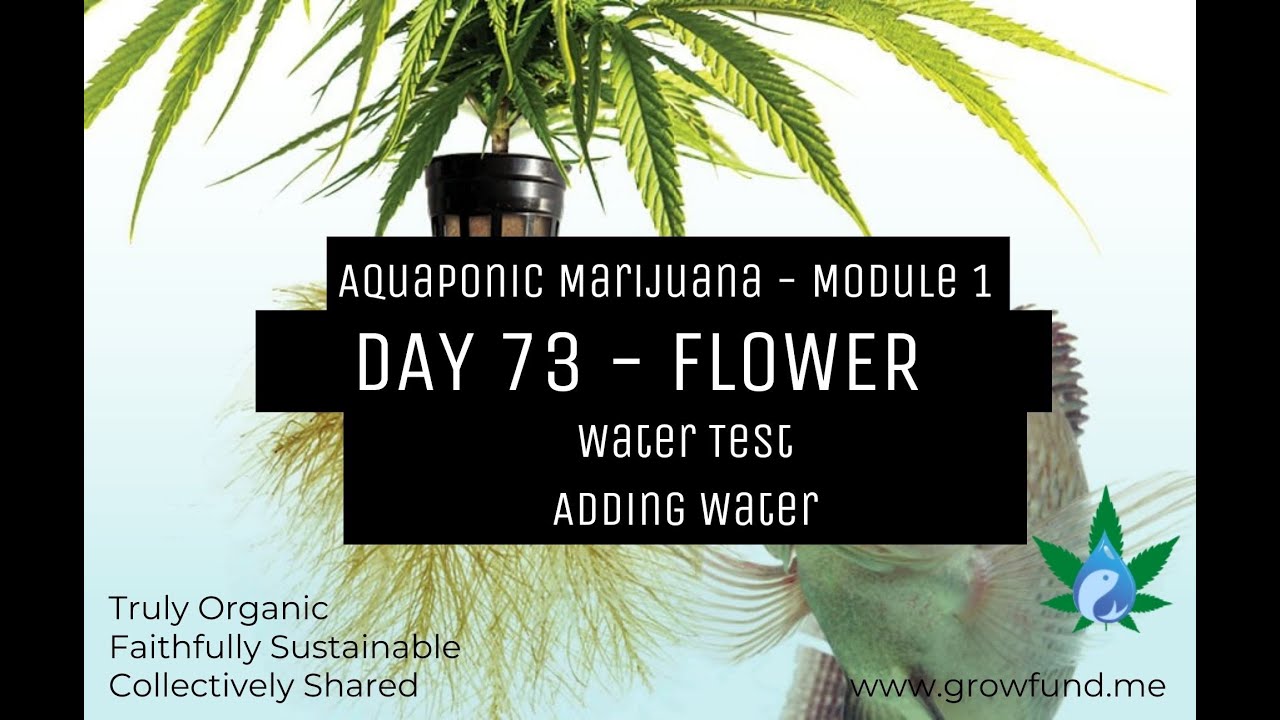Day 73 - Flower - Aquaponic Marijuana -- Water Test & Water Add
