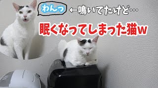 飼い主に呼ばれて返事してたけど眠くなってしまった猫