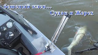 Рыбалка в Астрахани Судак и Жерех Осень 2021г. Вот это клев... Часть 2