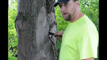 How does a Wire Basket Effect a Tree  if it is not removed