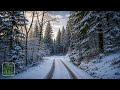 4K | Marche en Forêt en Hiver pour se Relaxer