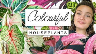 Valentines Day House Plants 💗 Top Colourful House Plants