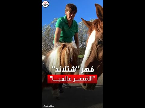 فيديو: الويلزية المهر