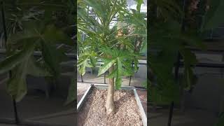 Mountain papaya (dwarf papaya) tree #trees #tree #papaya