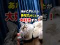猫が大好きすぎてたまらない人にだけ見せる7つのこと #猫雑学 #ねこたんの解説 #猫