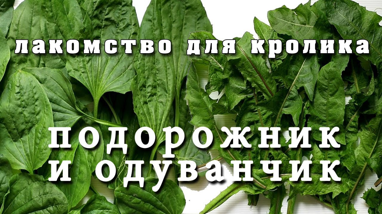 Подорожник кроликам. Какие растения полезны для кроликов. Какую траву можно давать кроликам. Какую траву можно давать кроликам фото
