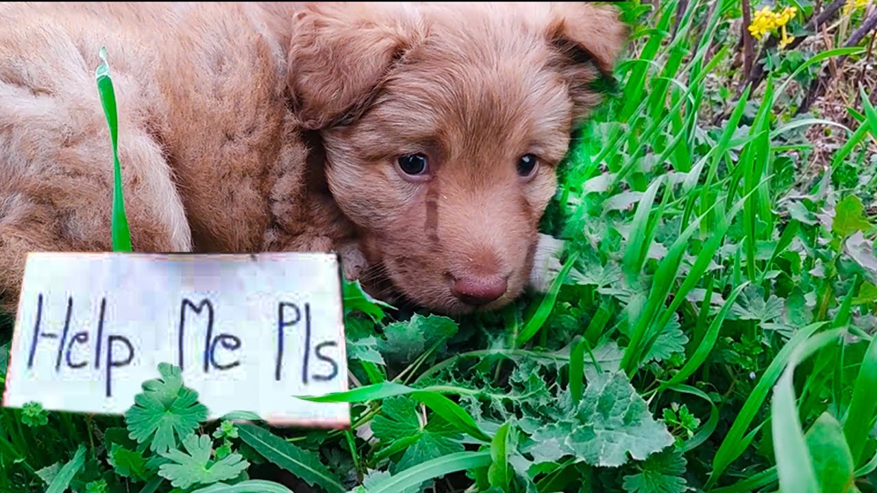 cute poor puppy crying asking for human help || Animal rescue that melt