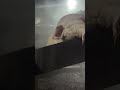 二師兄泡澡過程