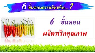 เทคนิคการปลูกพริก ตอนที่ 2 ระยะเร่งต้น