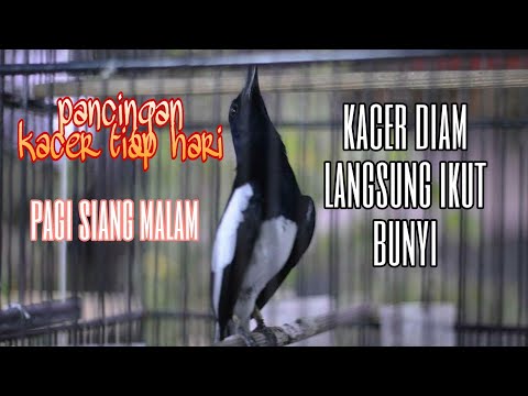 Pancingan Kacer Jadi Gacor Siang Malam Youtube