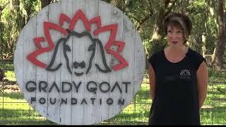Grady Goat offers goat yoga for a good cause