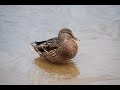 Речная утка с утятами/River duck with ducklings