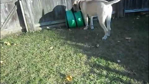 Lola Z mastiff