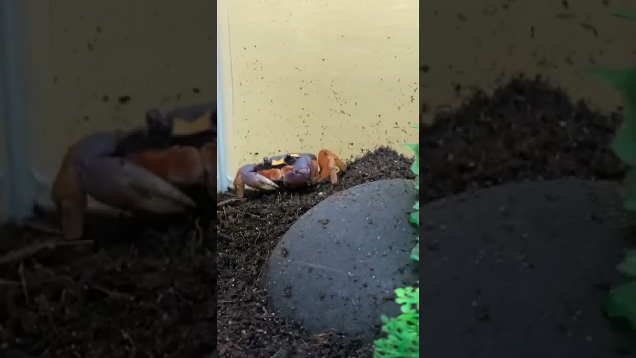 WE ARE HALLOWEEN MOON CRABS