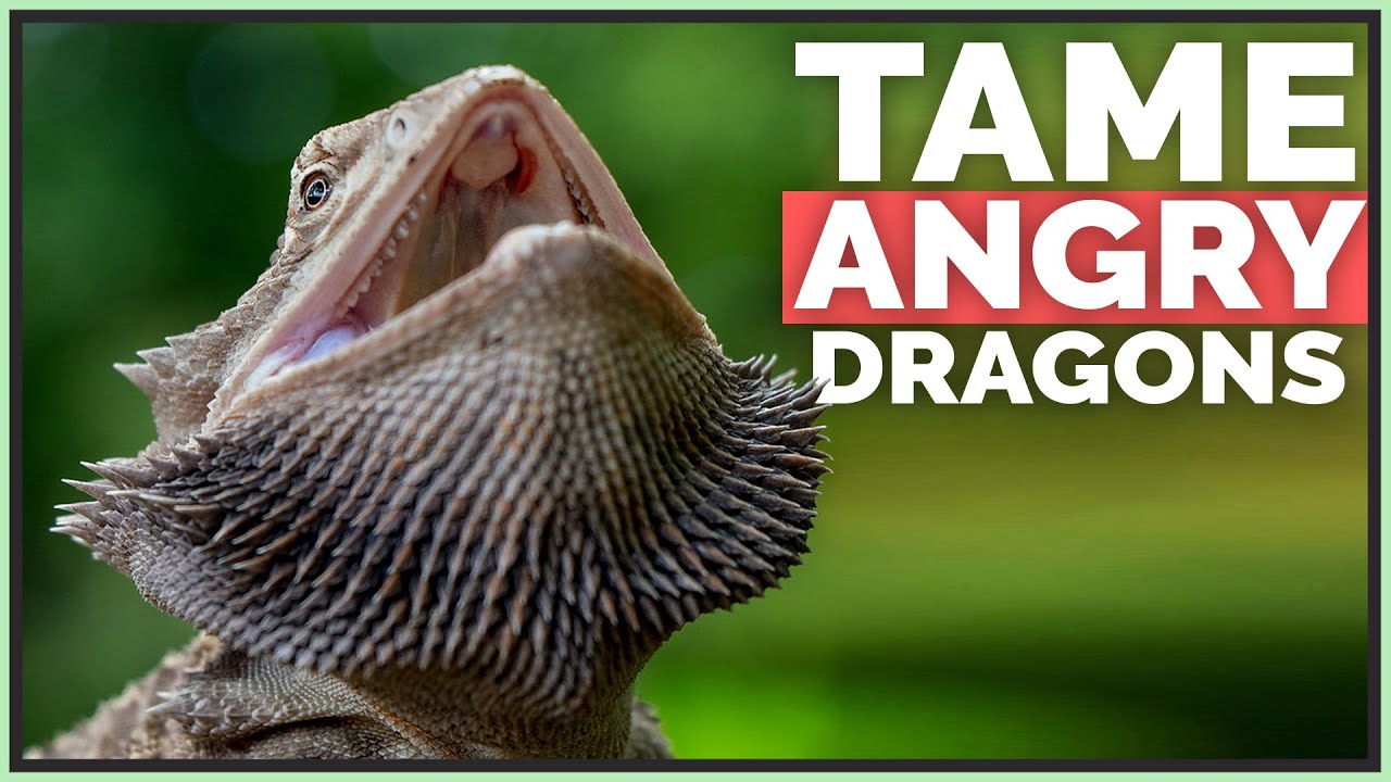 How I Tame Angry  Scared Bearded Dragons