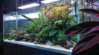 The Most Beautiful 125 gallon Aquarium - Cinematic 2020