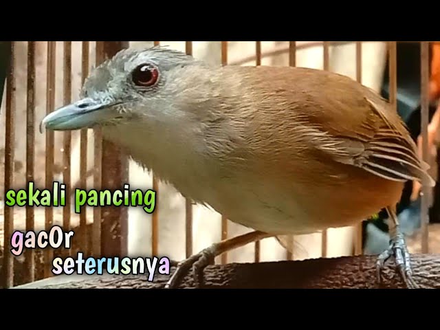 sekali pancing pelanduk semak gacor seterusnya bikin burung cepat mapan berbunyi class=