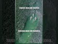 Tubarões Nadando Entre Sardinhas Oceano Natureza 