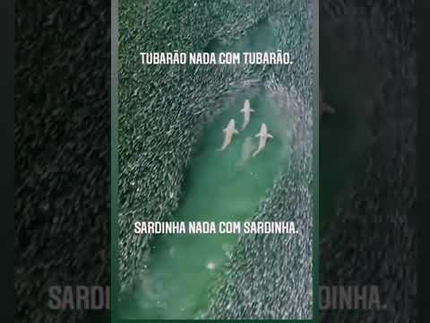 Tubarões Nadando Entre Sardinhas Oceano Natureza 