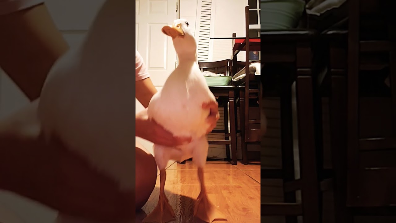 My dancing duck! 