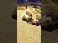 捕ったカニが気になる港猫