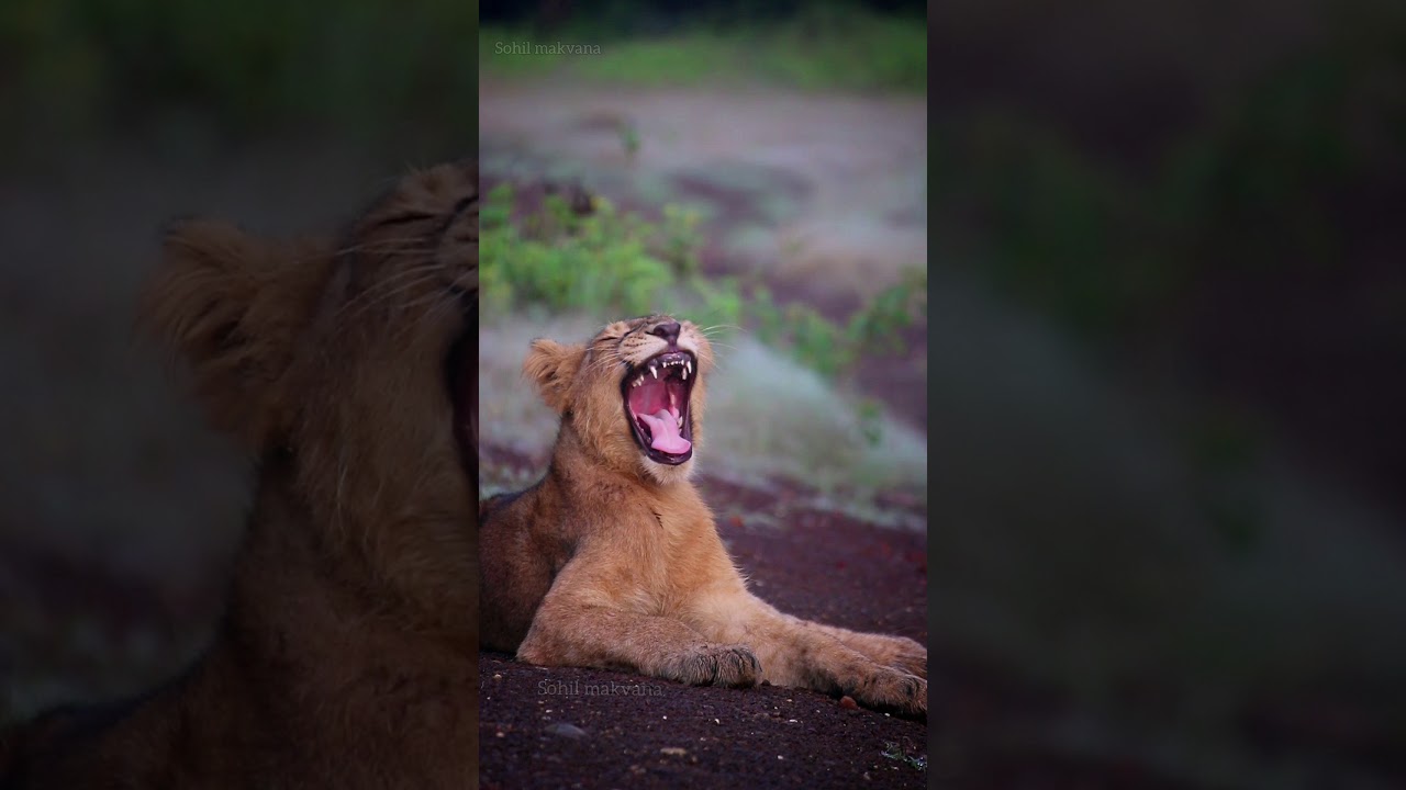 I am the king  |Lion cubs|sasan gir gypsy safari