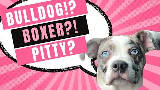 Desire: Meet the Adorable BlueEyed Bulldog Puppy