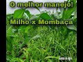 Milho consorciado com P. maximum Mombaça