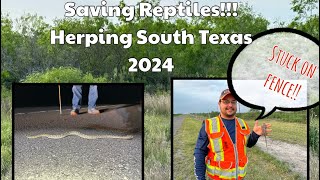 Saving Reptiles!!! Herping South Texas 2024!!