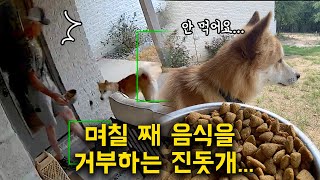 주인이 집을 비운 사이, 며칠째 음식을 거부하는 진돗개에 충격먹은 미국 할아버지