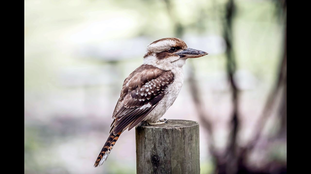 Kookaburra Nesting Box With Eggs and Live Chicks YouTube