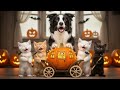 🎃 The Pumpkin Carriage Miracle 🐾 Brave Kittens & Mama Cat Save the Day 💕