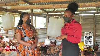 Manya Enkoko Za So Enkula, Emigaso Nensonga Lwaki Lwaki Ozeetaga Emiiro Zaabu