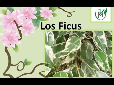 Video: Cómo Florece El Ficus (7 Fotos): El Florecimiento Del Ficus De Benjamin En Casa, Características Del Florecimiento Del Ficus Diversifolia