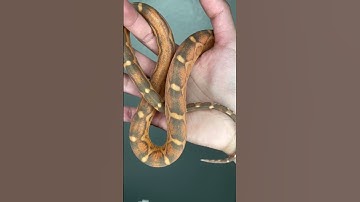 Did you know scaleless snakes are a thing? #reptile #exoticpets #snake #fyp #scalelesssnake