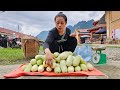 Making cassava grass harvest melons to sell