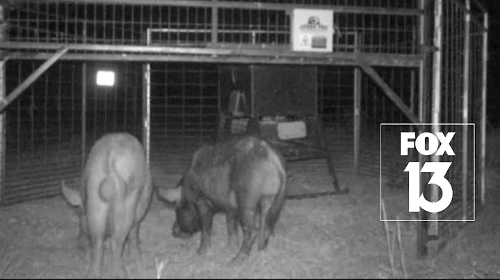 Wild hog hunting program launches in Manatee County