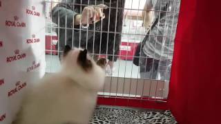 Napocats.ro - Happy The Visitors, Himalayan Persian, Sofisticat Cat Show, Oct 2016