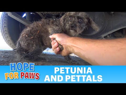  I held the paw of this stray dog and asked her to help me. Please share.