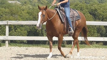 Hoorey Reychel - riding bridleless! - ValleyViewRanch.net